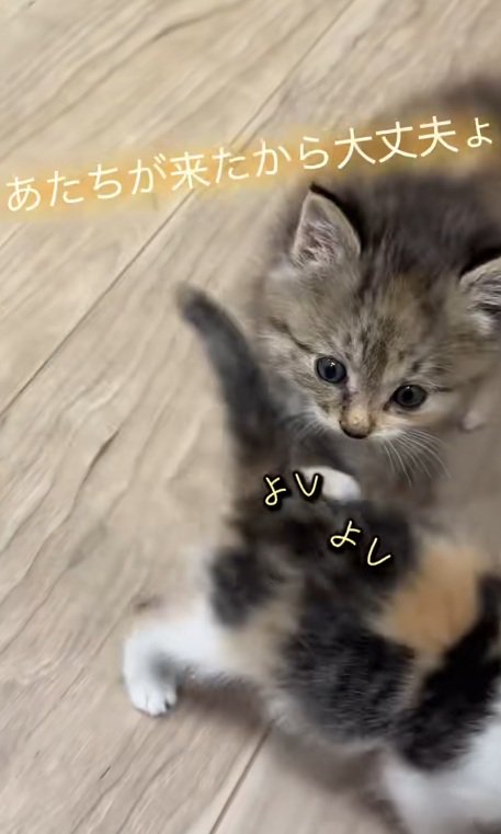 鳴いている三毛猫の子猫をなでる長毛の子猫