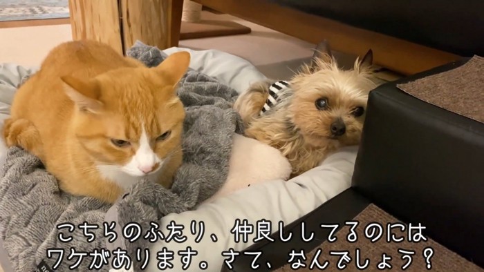 犬と猫