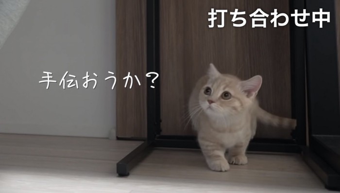 飼い主さんを見上げるころもくん