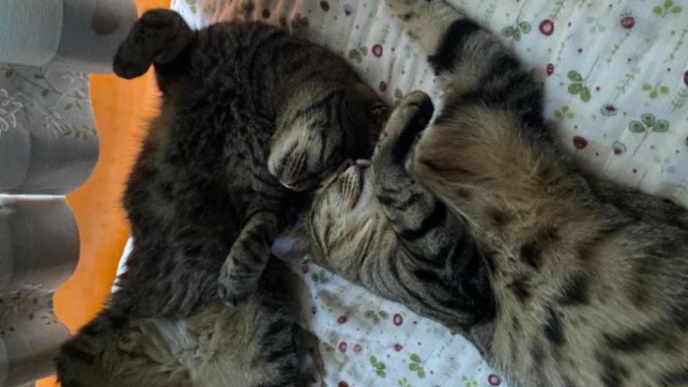 寝ている猫