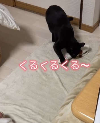 床にあるオモチャをくわえる猫