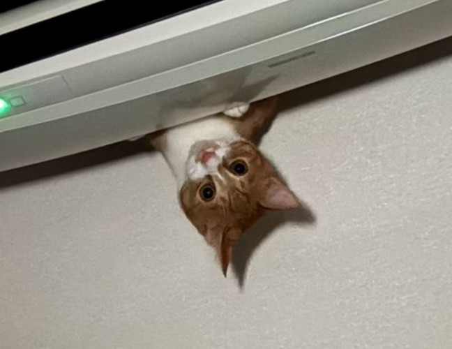 猫