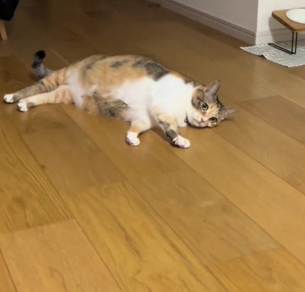 床に寝そべるラフちゃん