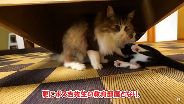 ダンボールの中でじゃれる2匹の猫