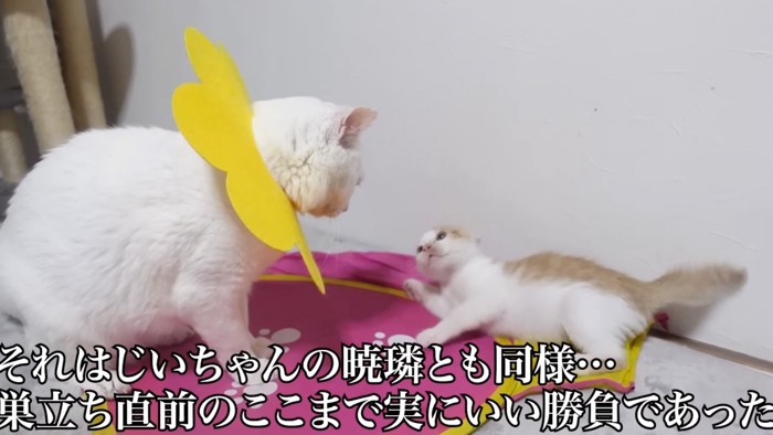 見上げる猫