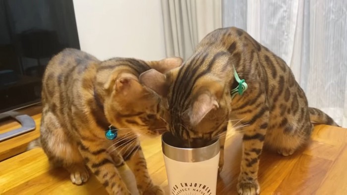 水を飲む緑色の首輪の猫