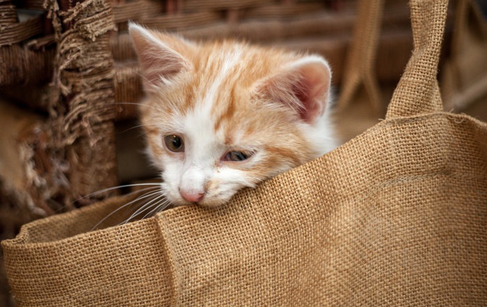 バッグから顔を出す猫