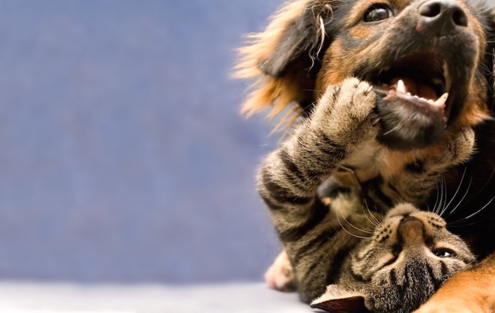 じゃれ合う猫と犬