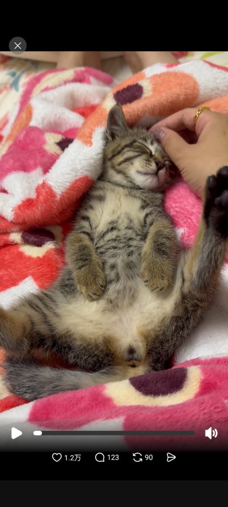 仰向けに転がった猫