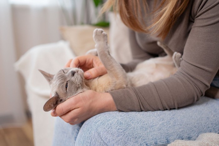 人間と猫