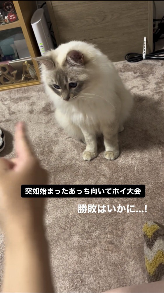 飼い主の指を見る猫