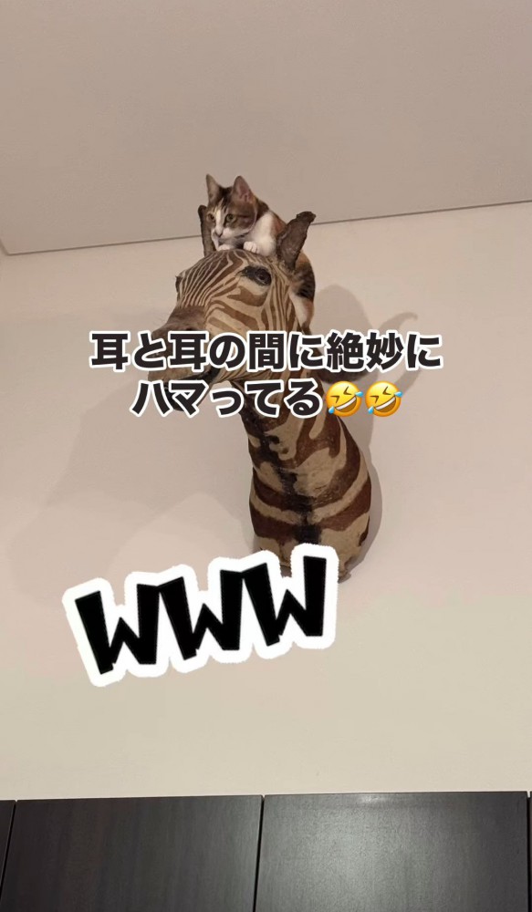 シマウマのオブジェから見下ろす猫4