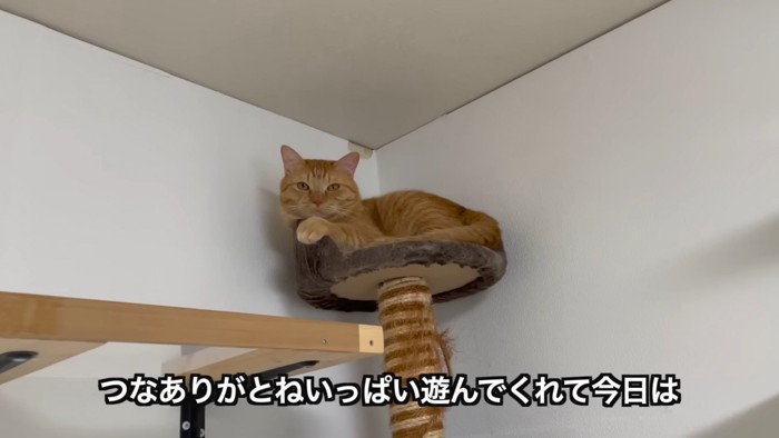 キャットタワーにいる猫