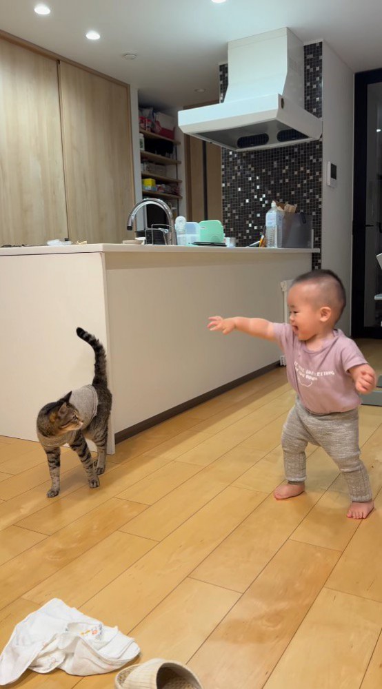 足を踏み出した赤ちゃんを見つめる猫
