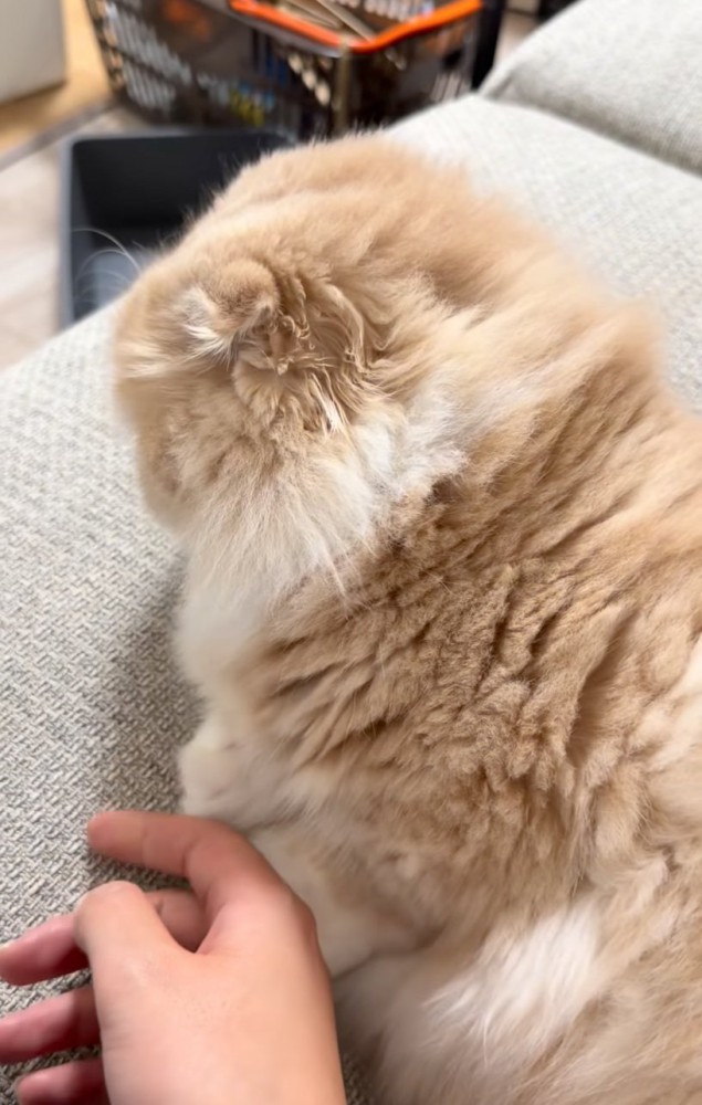 背を向ける猫