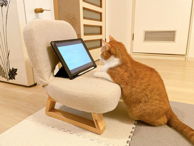 動画を見る猫