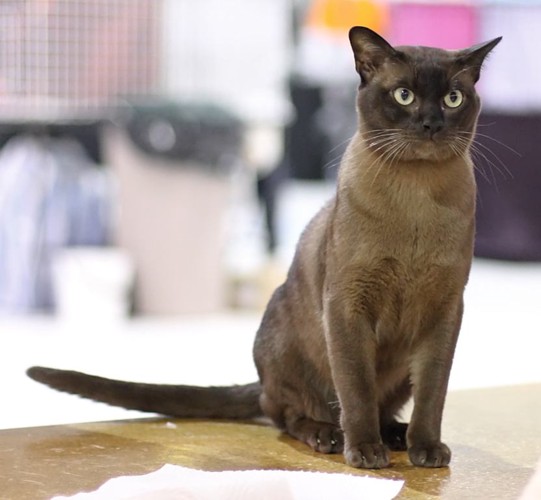 British Burmese cat