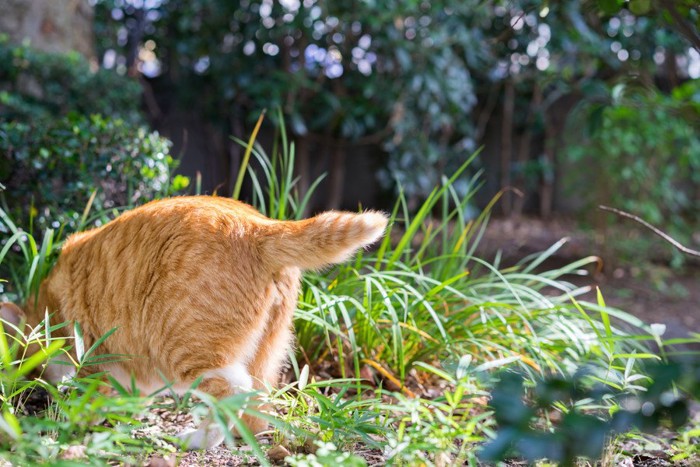 お尻を向ける猫