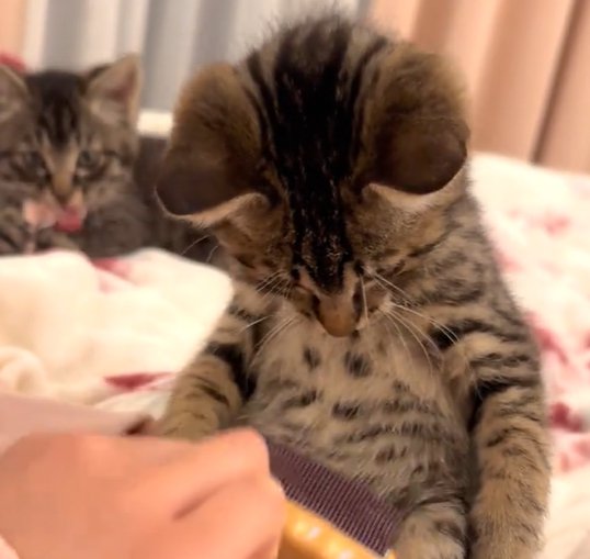 真下を見る猫（奥にもう一匹の猫）