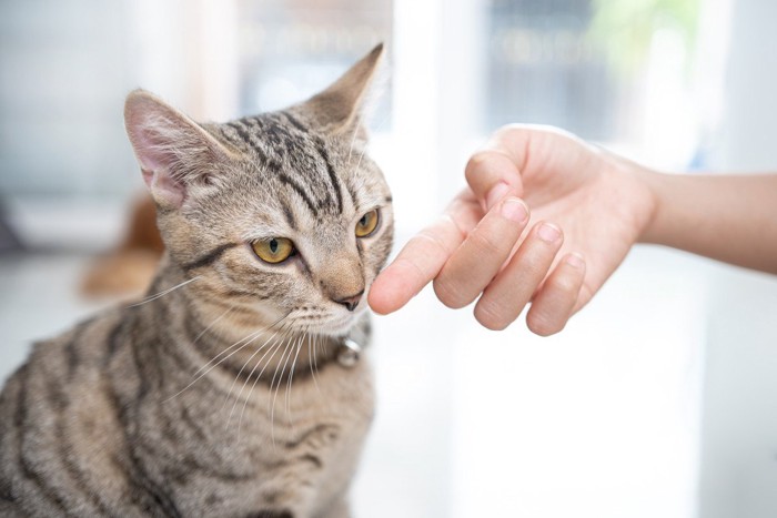 猫の前に差し出された指