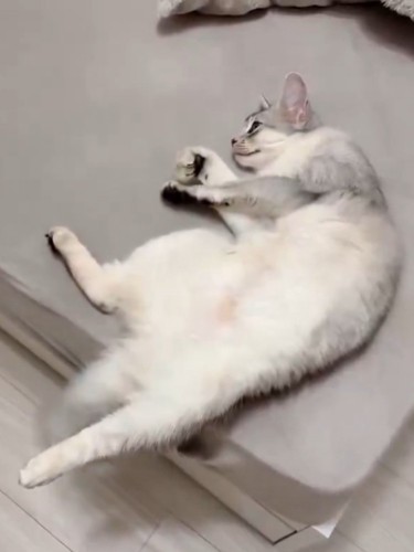 猫が横向きでエアふみふみしている様子