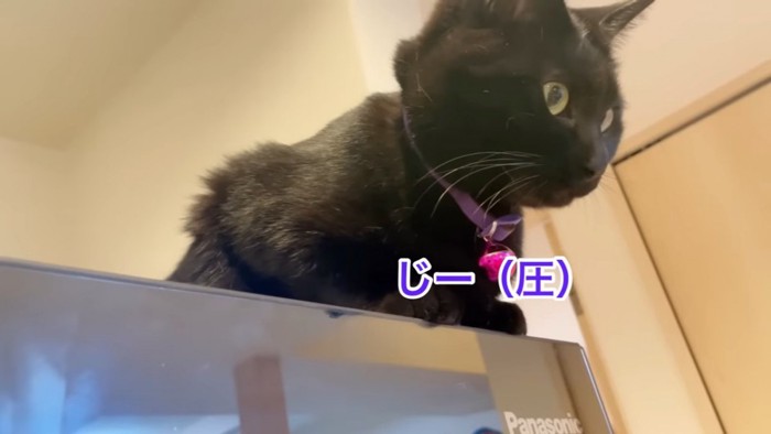 座る黒猫