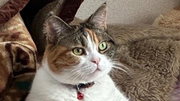 前をぼんやり眺める猫の顔