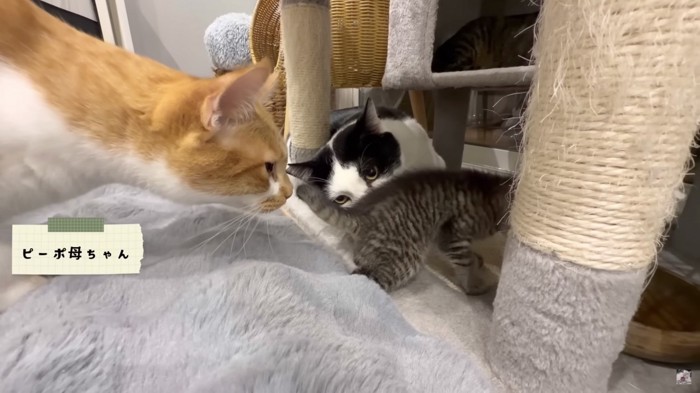 ピーポ母ちゃんの紹介