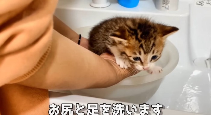 洗われる猫