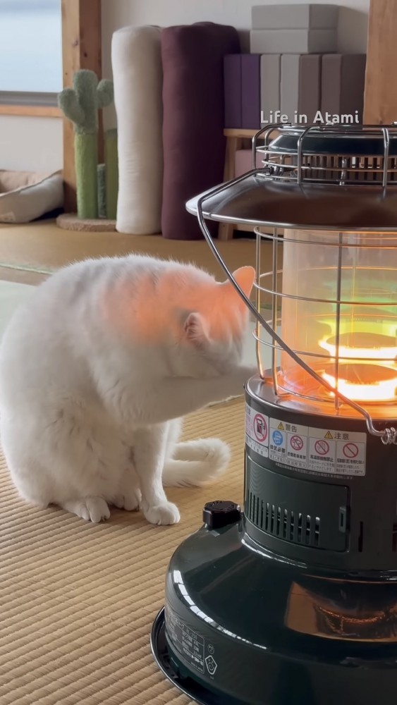 毛づくろいする猫の写真2