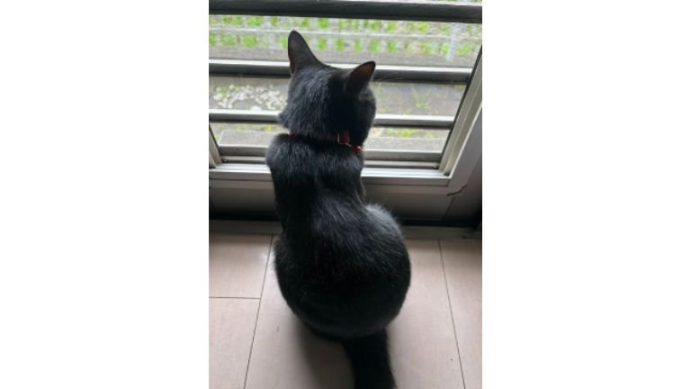 ニャルソック中の猫