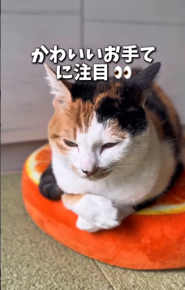 別の方向を見る猫