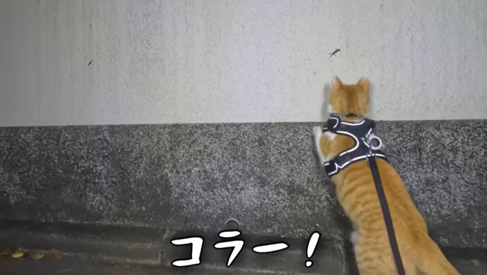 夜のお散歩