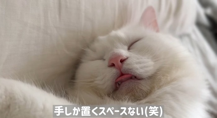 舌を出す猫