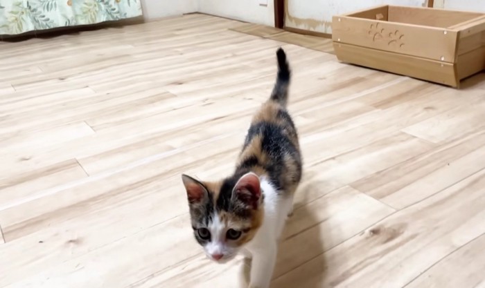 保護主さんに向かって走って来る三毛さん