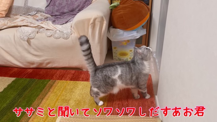 上を見る猫