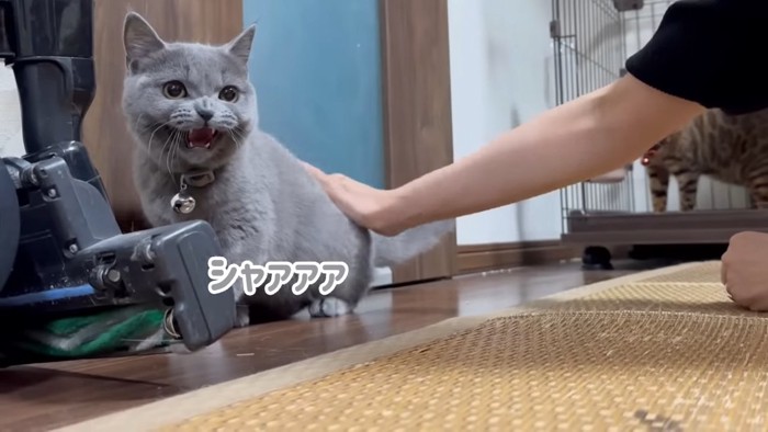 威嚇する子猫