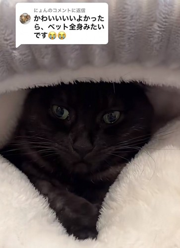 黒茶猫がベッドに潜る（左上にコメント紹介あり）
