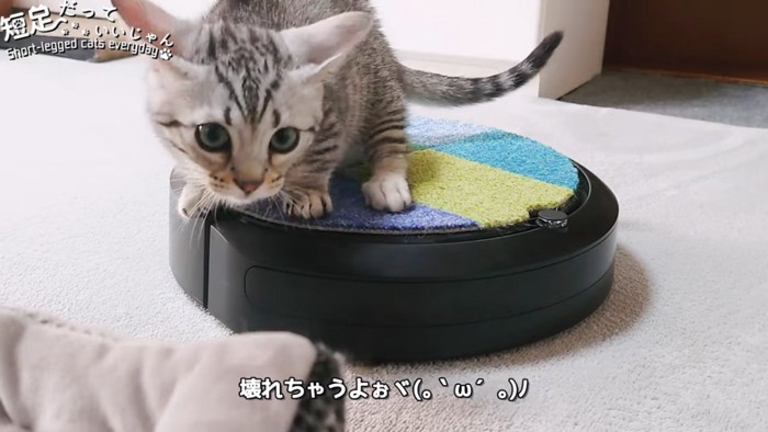 耳を倒して前を見る猫