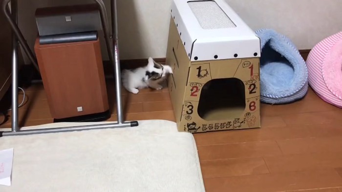 キャットハウスに前足を入れる子猫