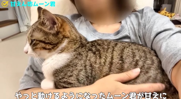 抱っこされる猫