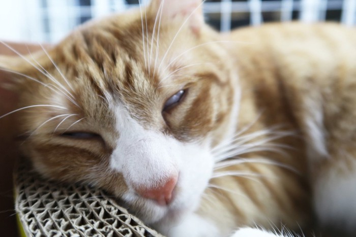 眠い猫