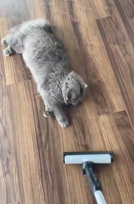 掃除機の側で前足を伸ばし横になる猫