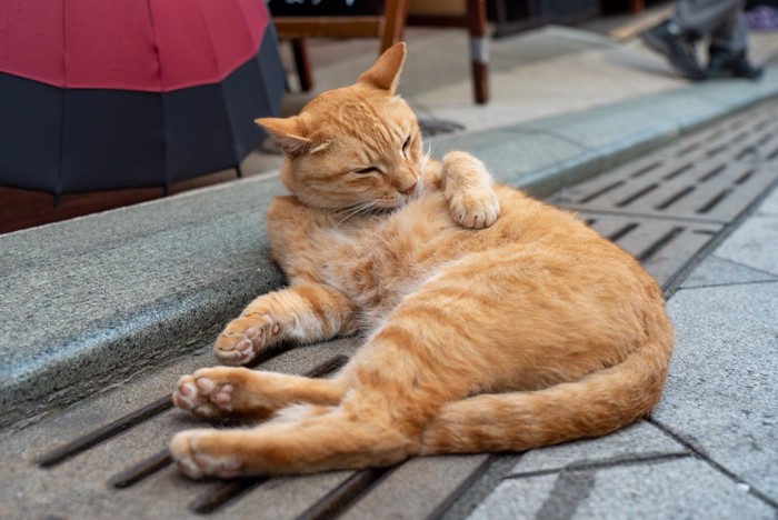 お腹を毛繕いする猫