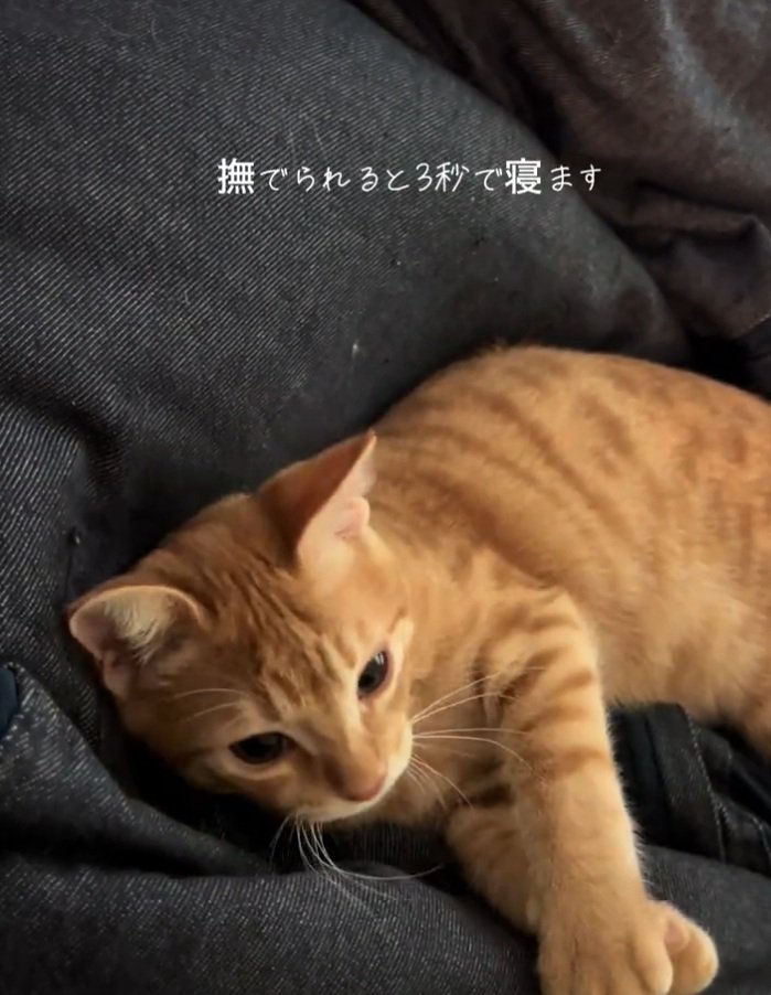 目を覚ますテトラくん