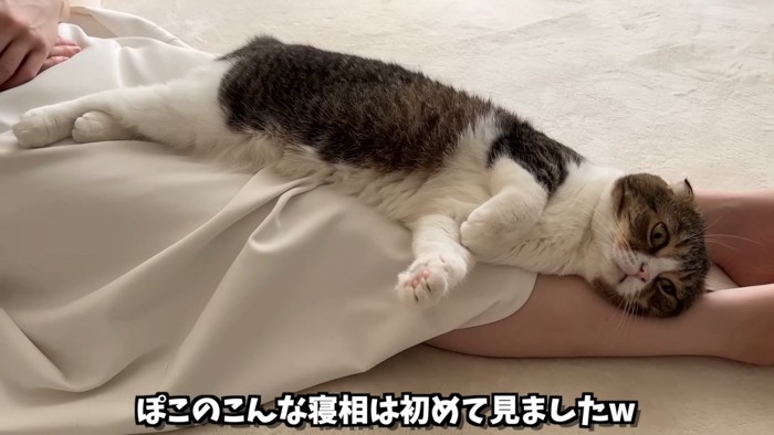 人の足の上で寝る猫