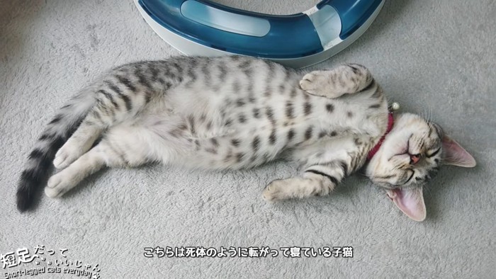 仰向けの猫