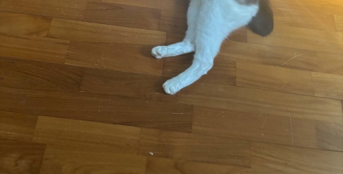 猫の足