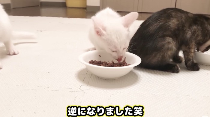 食べるお皿が反対になった