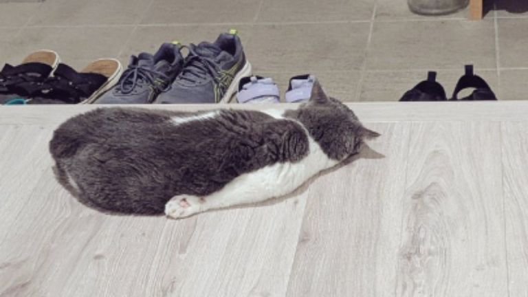 玄関にいる猫